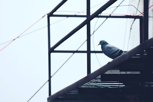 Pigeon Gris Sur Cadre En Métal Noir