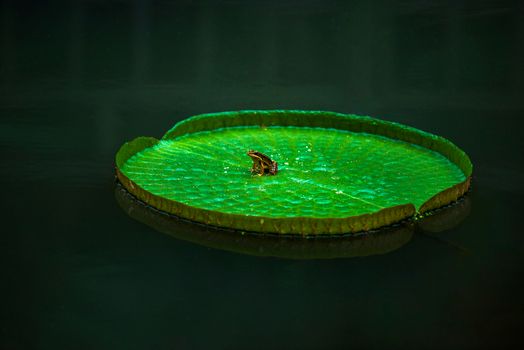 A small frog perched on a vibrant green lily pad floating in calm water.