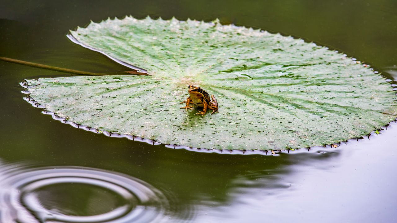 a small frog rests on a green lily pad creating ripples in a calm pond