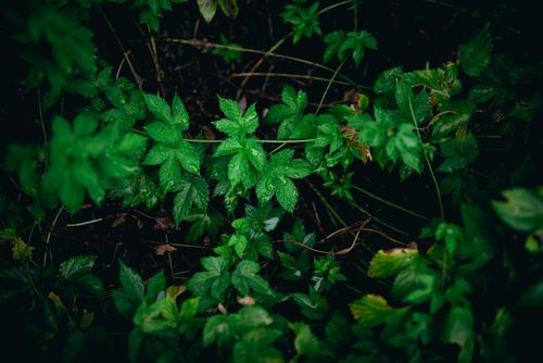 Free Close-up of lush green leaves with dewdrops in a dark natural setting, showcasing freshness and vitality. Stock Photo