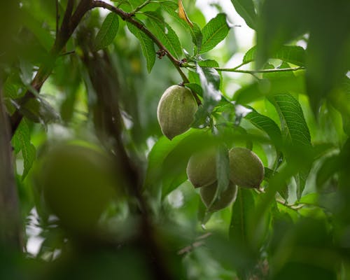 Free Green Fruit on a Tree in Close-up Photography Stock Photo