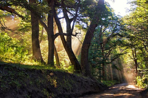 Foto stok gratis hutan pohon, kursi berjemur, lingkaran cahaya