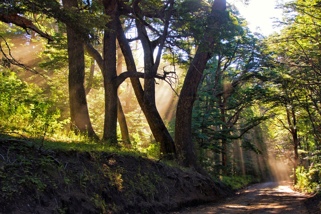 Ilmainen kuvapankkikuva tunnisteilla auringonvalo, aurinkotuoli, puiden metsä