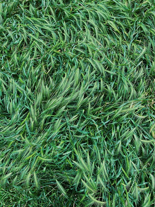 Close-Up Shot of Green Grass