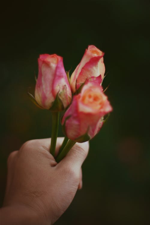 Kostenloses Stock Foto zu rosen in der hand