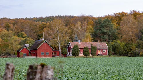 Beautiful Wooden Houses on a Grass Field Near Brown Trees