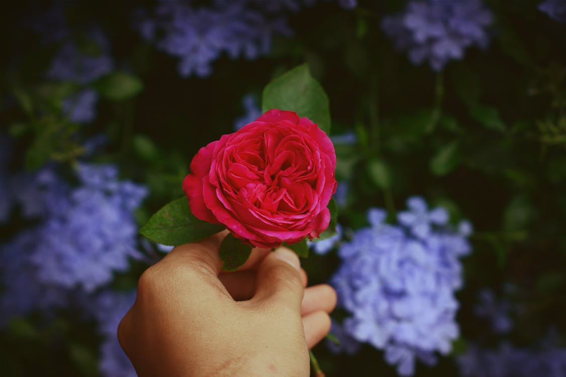 Free Person Holding Red Rose Stock Photo