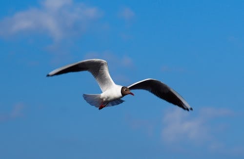 Bezpłatne Darmowe zdjęcie z galerii z błękitne niebo, fotografia ptaków, fotografia zwierzęcia Zdjęcie z galerii