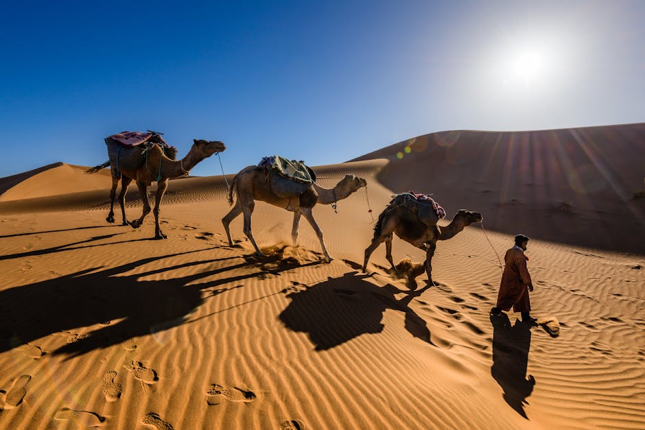 Person Leading Camels in the Desert during Daytime