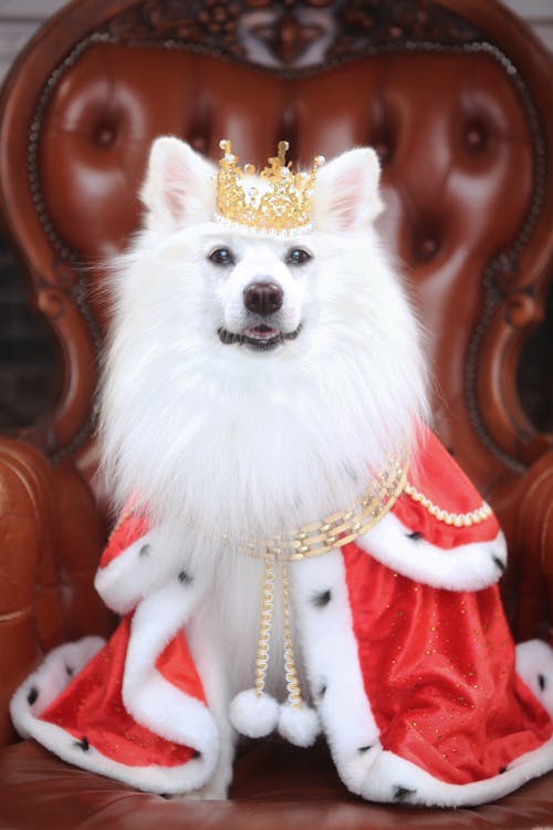 White Dog in Crown sitting on Brown Armchair