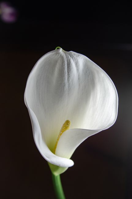 Beautiful close-up of a white arum lily against a dark background.