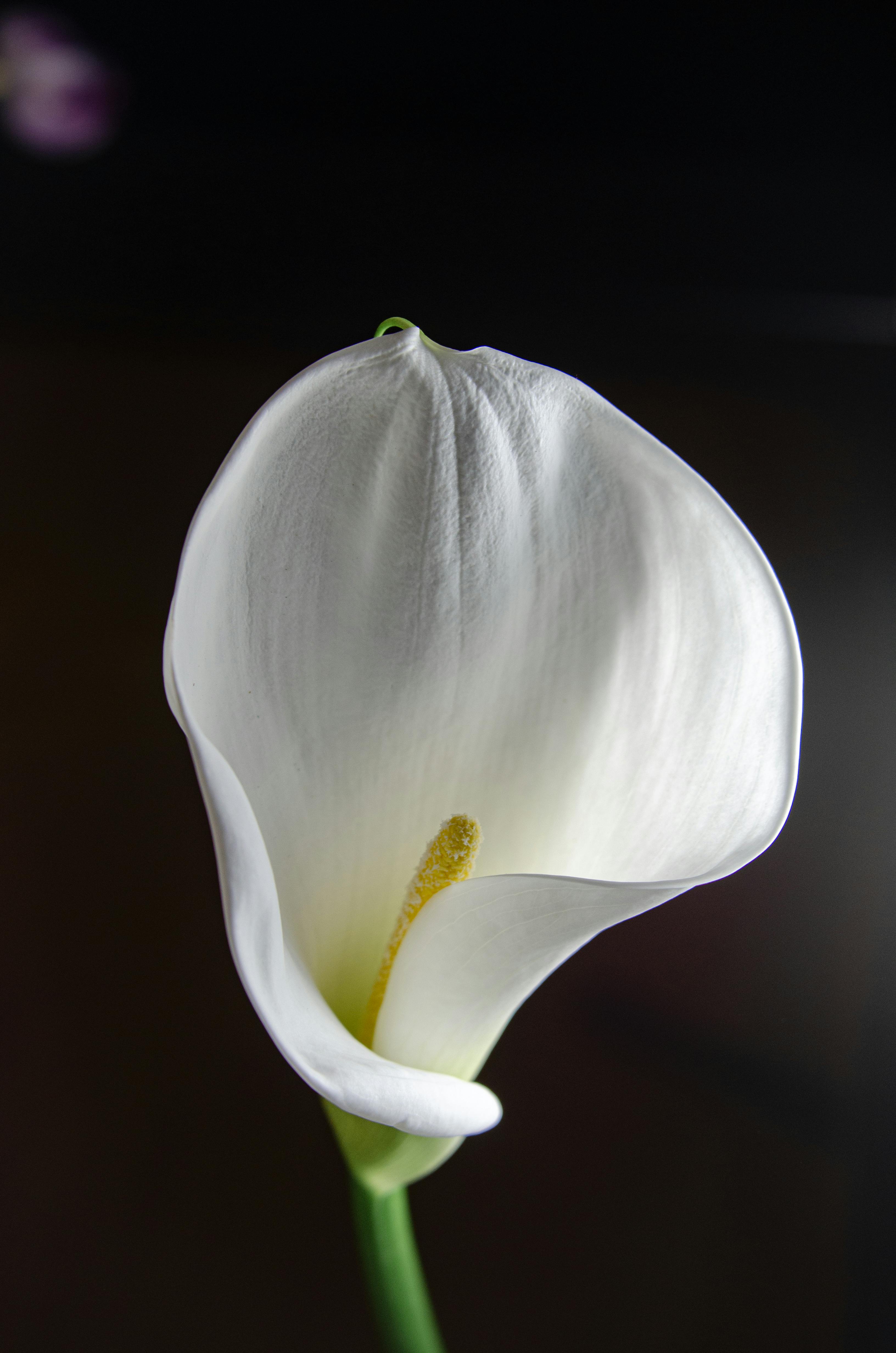 White Petal Flower · Free Stock Photo