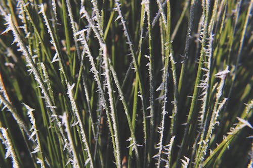 Plante Verte Et Blanche