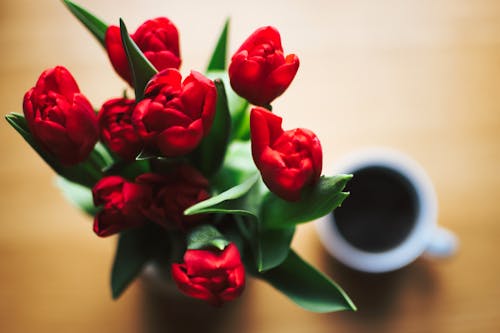Free Red Tulip Bouquet Beside White Ceramic Cup Full of Black Liquid Stock Photo