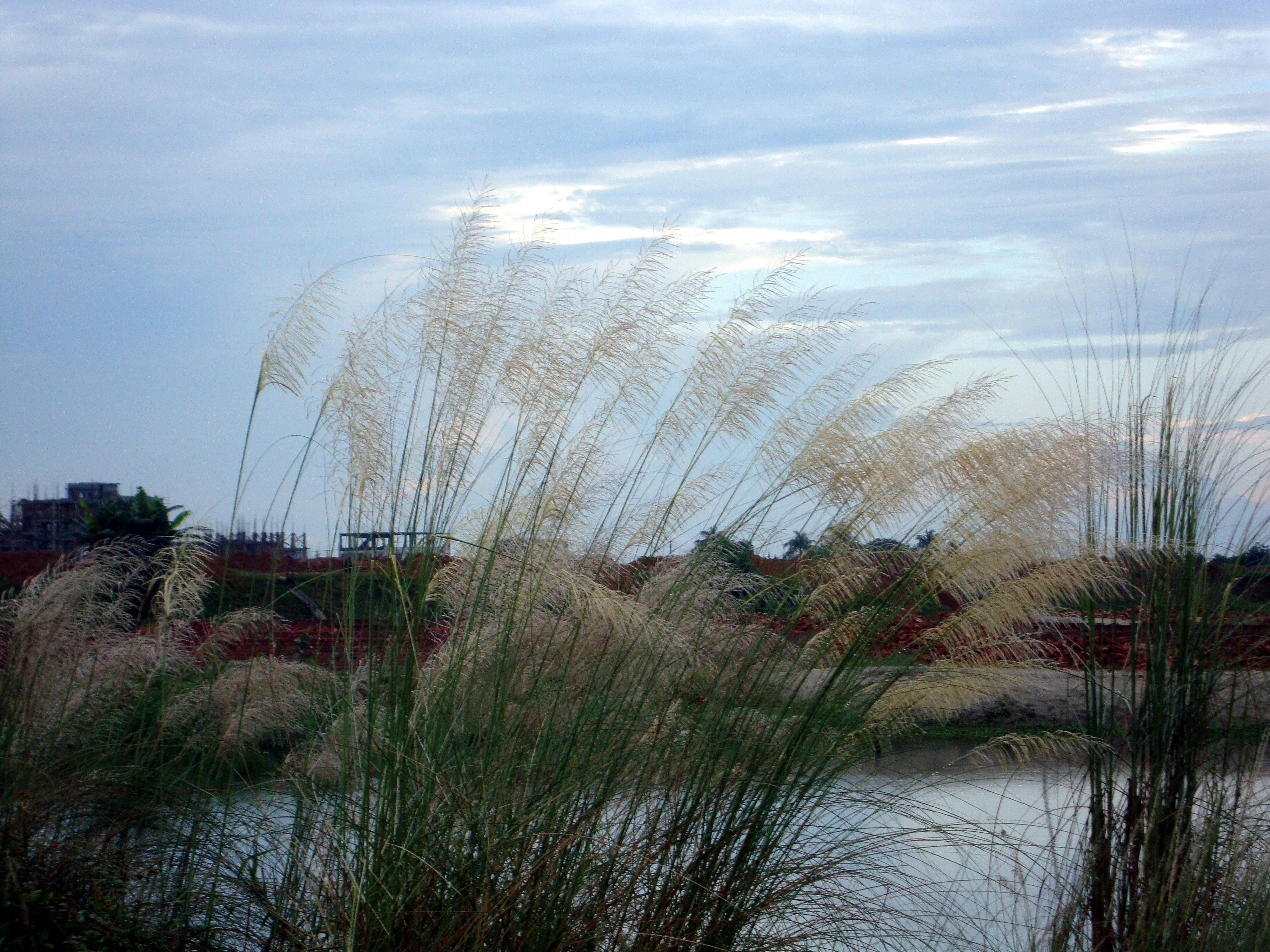 Uma garrafa de óleo de canola dourado e uma garrafa de azeite de oliva extravirgem verde, lado a lado.