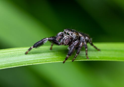 Gratis arkivbilde med blad, dyr, dyrefotografering