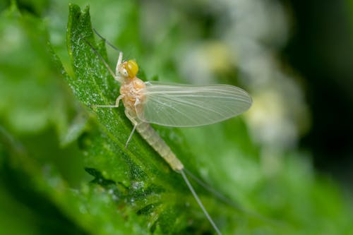 Dragonfly on Leaf