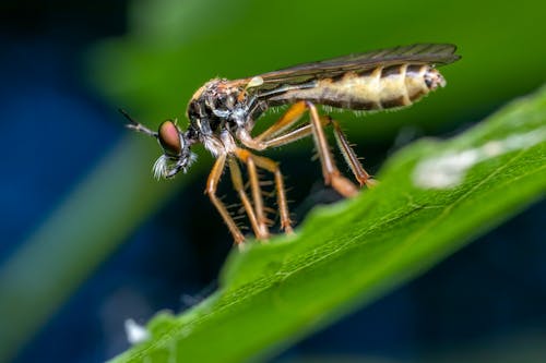 天性, 昆蟲, 昆蟲學 的 免费素材图片