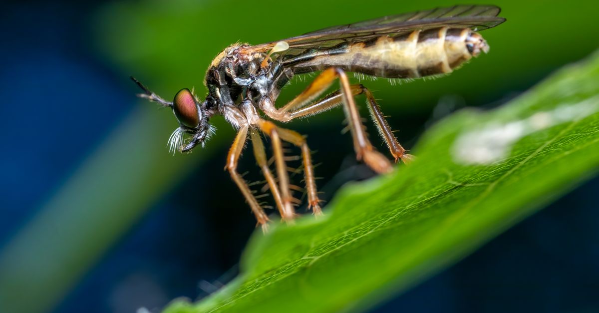 Des moucherons sortent du terreau de mes plantes : comment s’en débarrasser ?