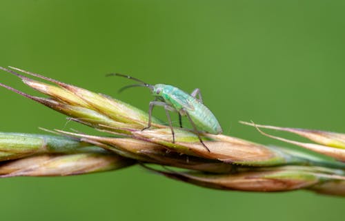 Insect on Plant