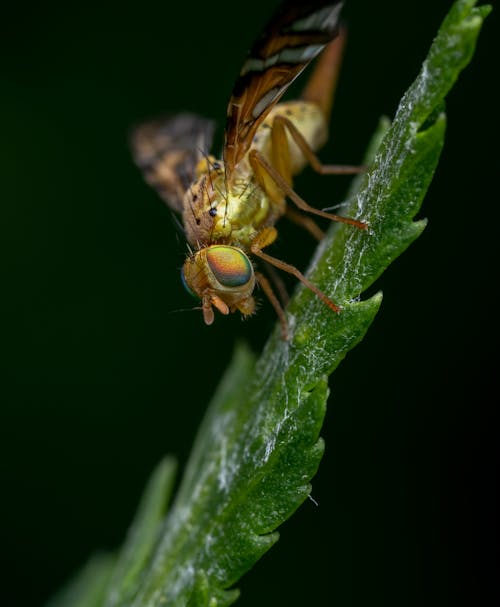 Kostenloses Stock Foto zu blatt, bug, fliege