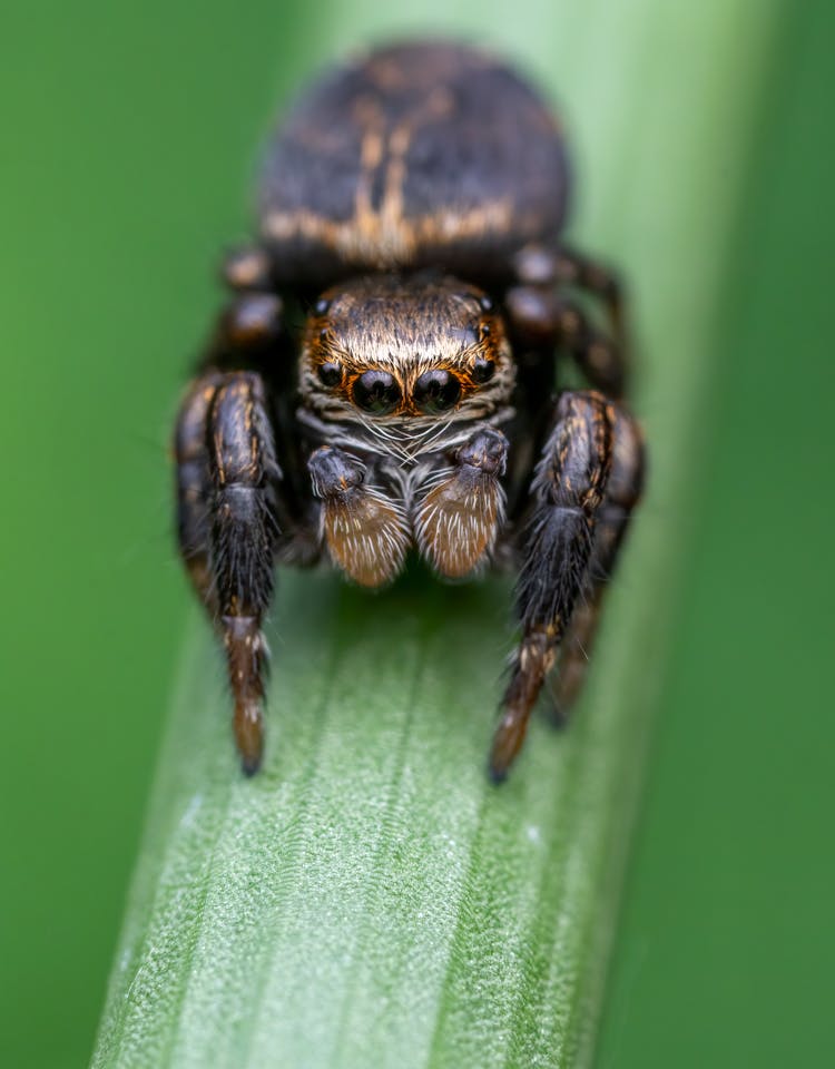 Close-up Of An Evarcha Spider 