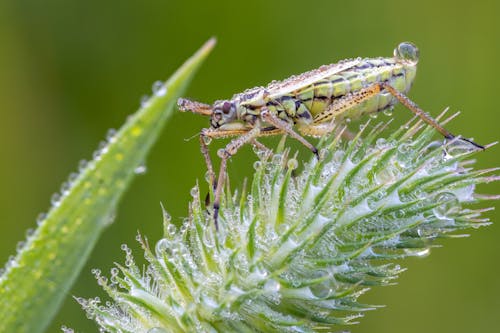 Close up of a Grass Hopper on a Green Plant