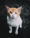Close-Up Shot of a Tabby Cat