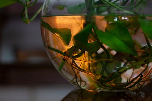 Free stock photo of aquatic plant, ball of light, fire ball Stock Photo