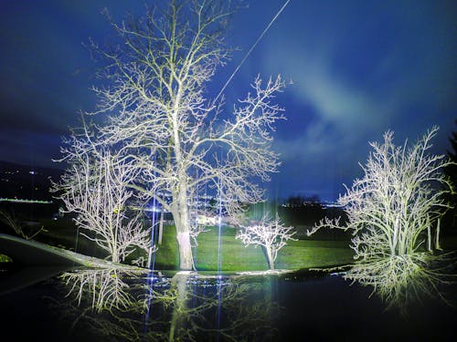 ağaç, gece, gökyüzü içeren Ücretsiz stok fotoğraf