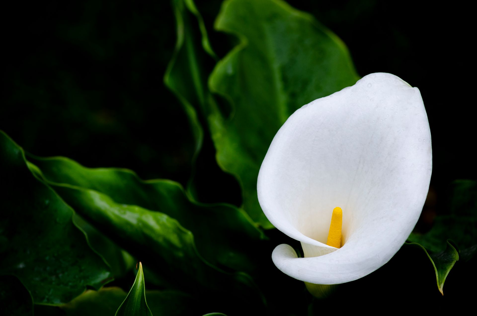 Beautiful close-up of a white calla lily with lush green leaves.