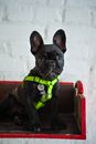 Black French Bulldog Puppy on Red Plastic Container