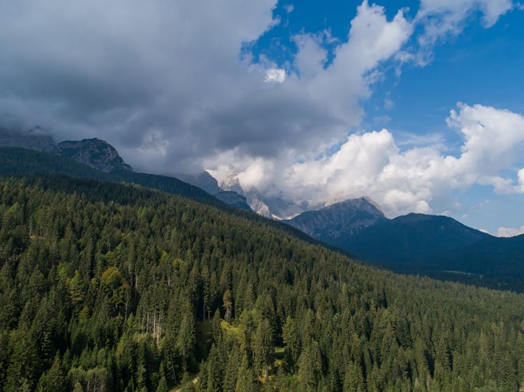 Trees On The Mountain