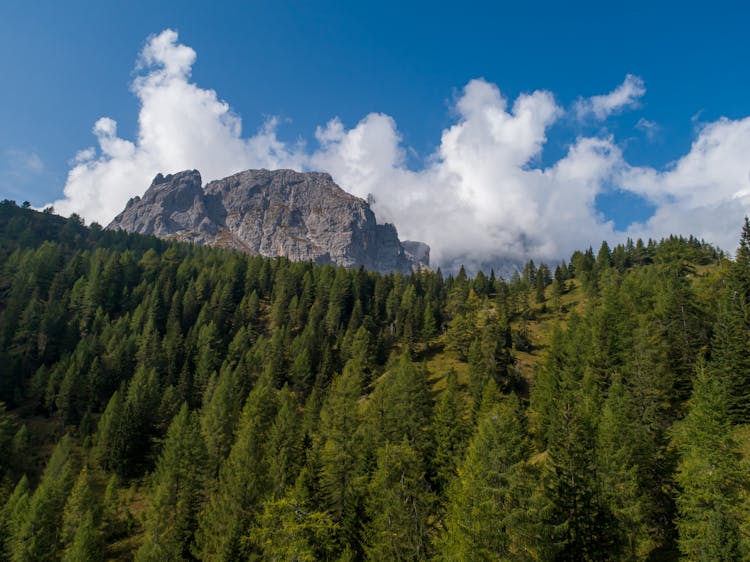 Trees On The Mountain