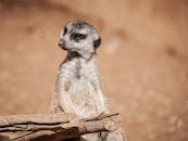 一只猫鼬在自然环境中保持警惕的特写镜头