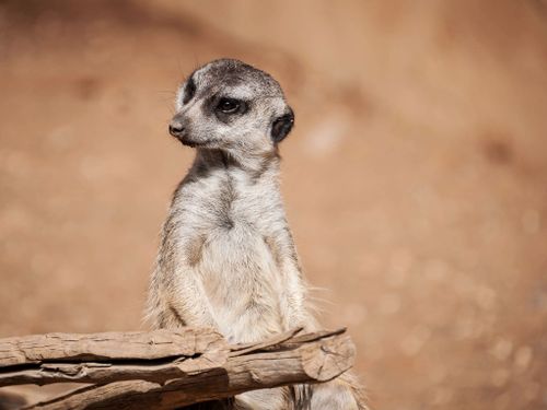 Free Close-up of a meerkat standing alert on a log in its natural surroundings. Stock Photo