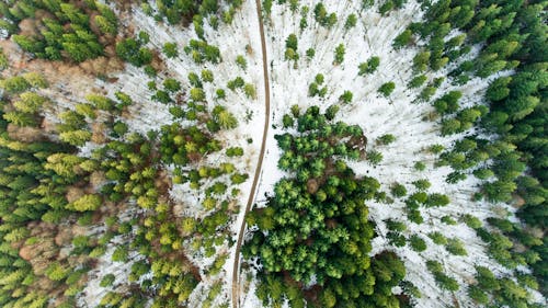 Ingyenes stockfotó Bajorország, drón, erdőborítás témában