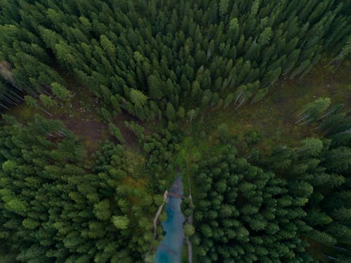 Foto d'estoc gratuïta de bosc, carretera, coníferes