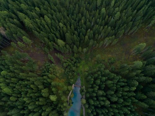 Free Drone shot capturing an overhead view of a dense evergreen forest with a river flowing through. Stock Photo