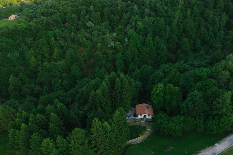 Beyond the Trees: The Unforeseen Rewards of Forest Bathing thumbnail