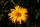 8k flower