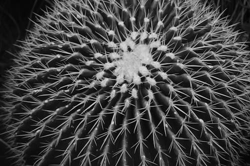Grijswaardenfoto Van Ball Cactus