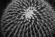 这张仙人掌特写采用单色处理，突出其复杂的纹理与锋利的尖刺