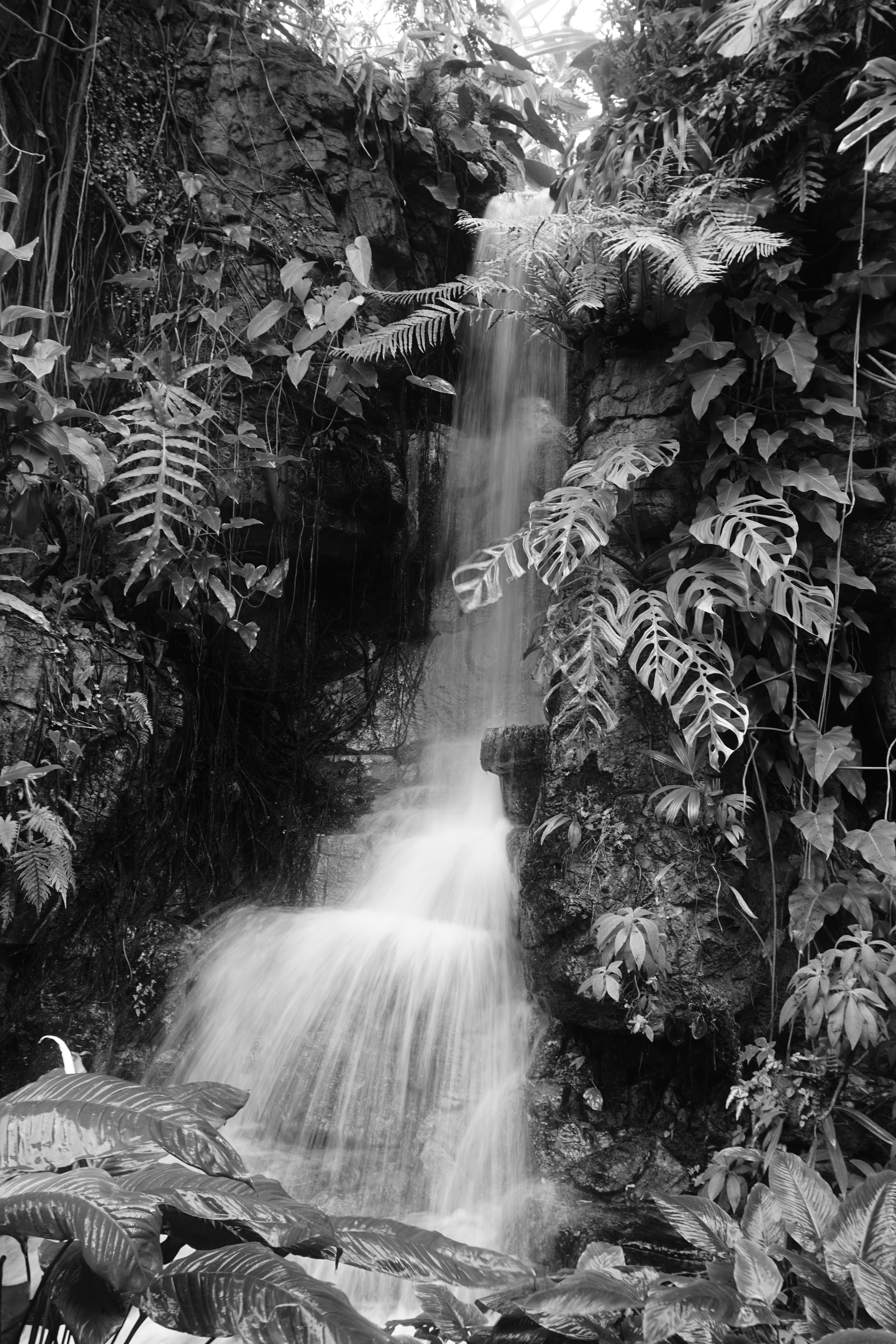 Free stock photo of black and white, garden, rainforest