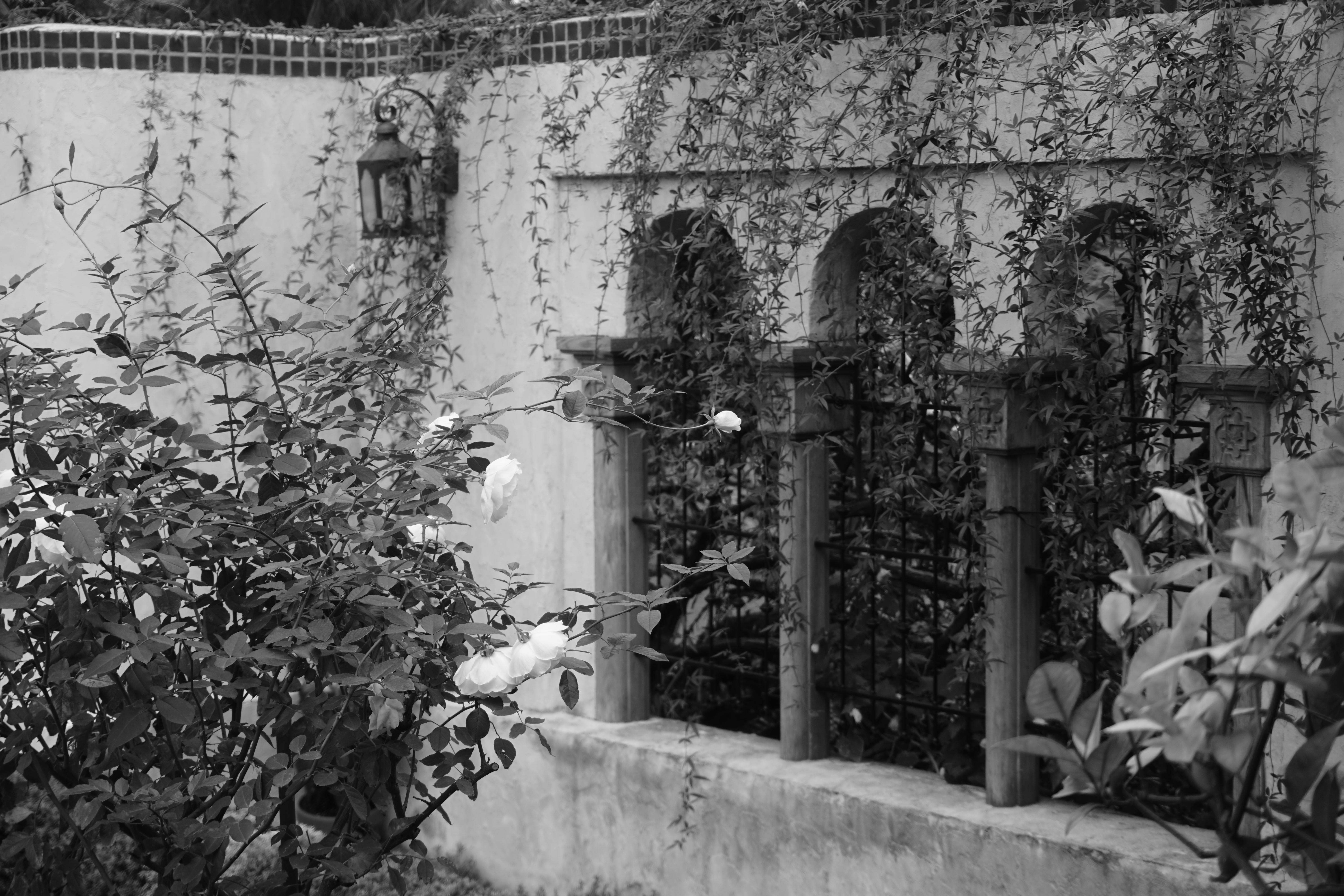 Free stock photo of black and white, white rose, window