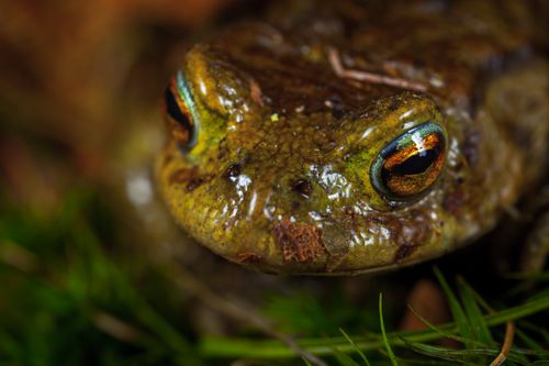 Free Detailed macro shot of a vibrant frog, showcasing its textured skin and striking eyes. Stock Photo