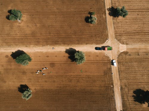 Aerial View of Trees on the Field