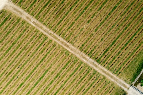 Aerial View of a Grassy Field