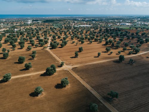 Gratis stockfoto met bomen, dronefoto, landelijk