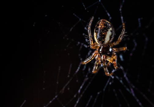 在黑色背景下，一只蜘蛛正在错综复杂地编织着网，这是一个宏观镜头